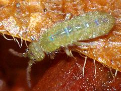 Springtail